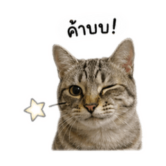 Esther kab v.2