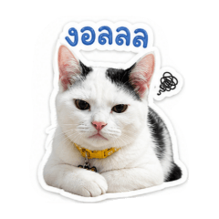 Milo_20260430162401
