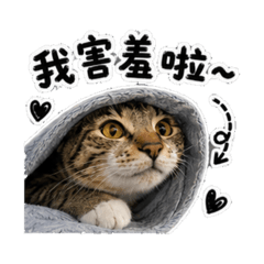 喵霸王朝