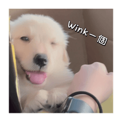 小柑罵～