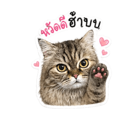 Mewgii_20260430162740