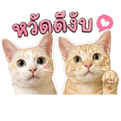 Hmwe Cute Studio_20260430163141