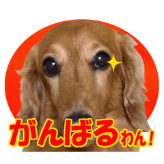 Stickers for people like Dachshund