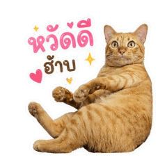 Tom Som_20260430163536