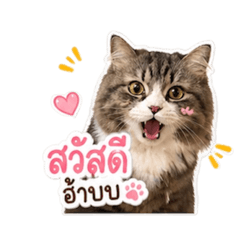 Fujang1