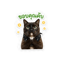 Milo_v2