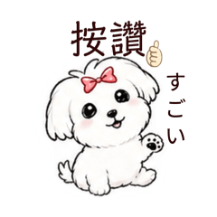 我是可愛瑪爾濟斯小棉棉生活日常