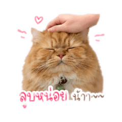 Choky cat_20260430170551