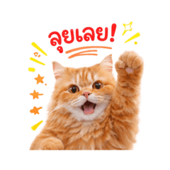 The fat orange cat is learning to read
