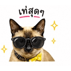 Jammy_20260430171724