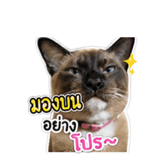 Aum_20260430172924