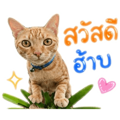 Piyaporn_20260430173635