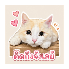 Nira_20260430173823