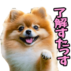 福島弁☆ポメラニアン