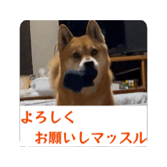 Koya_20260612194416