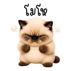 Chubby Blue Eyed Cat
