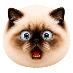 Blue Eyed Chubby Cat Emoji Many Moods 41