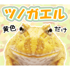 働く！ツノガエルの日常