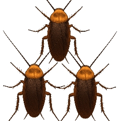 Cockroach v1 : Animated