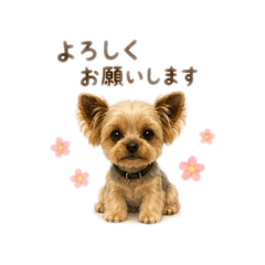 kyocorin_20260606141302