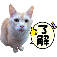 Dolce_20260613162526