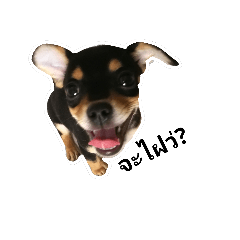 the COOKIE eiei