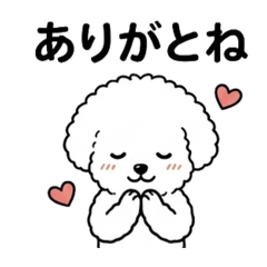 THEO_white poodle