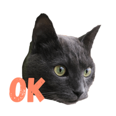 zonosan CAT