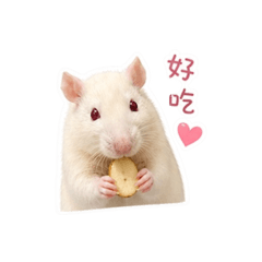 雪梨吃飯嘍！