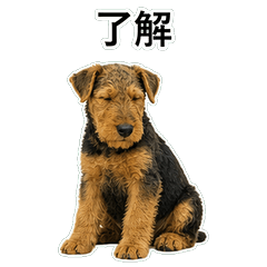 Anjing Jawaban Dingin D073