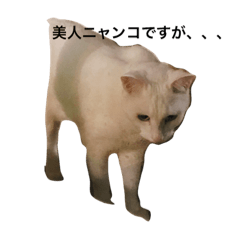 Daishi's Local CAT's