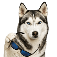 Moving! Siberian Husky