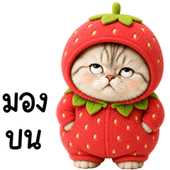 Chubby cute cat in Strawberry outfit