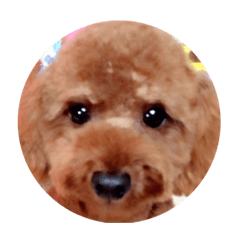 cocoaxcocoa