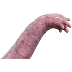 BIG! tentacle