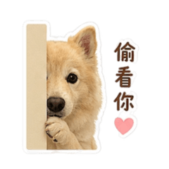 Lucky汪汪汪