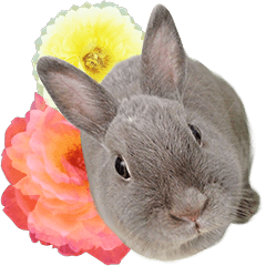 Chico Rabbit