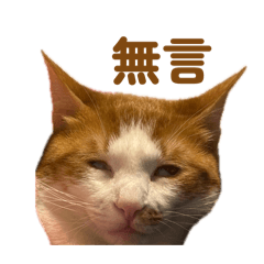 KIKUGI喵咪
