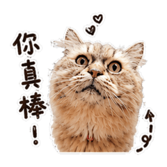 Sienna=微光陪伴系=爆爆貓咪-1