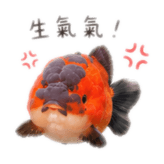 蘭壽小胖本魚!