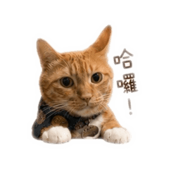 :襪子