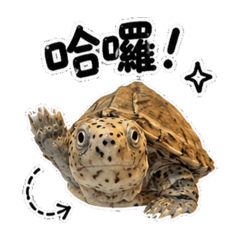 果核與屋頂