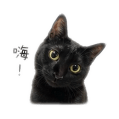 莓炭日常用語