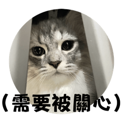 KAWAII GOMAMA