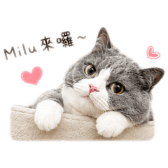 Milu♡賓士貓日常