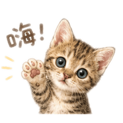 蜜魯日常用語