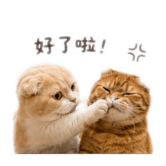 阿呆貓咪