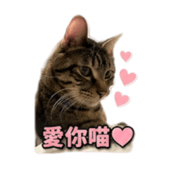 喵_小寶