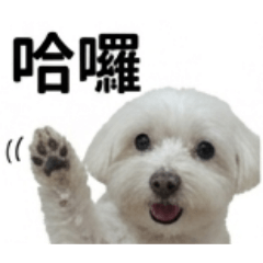 Hello! 胖胖