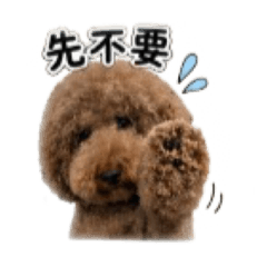貴賓狗日常用語2（粉粿）